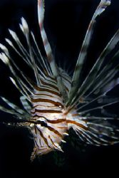 This lionfish was twisting and turning in midwater when I... by Kristin Anderson 